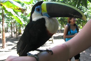 Ramphastos tucanus - Weißbrusttukan